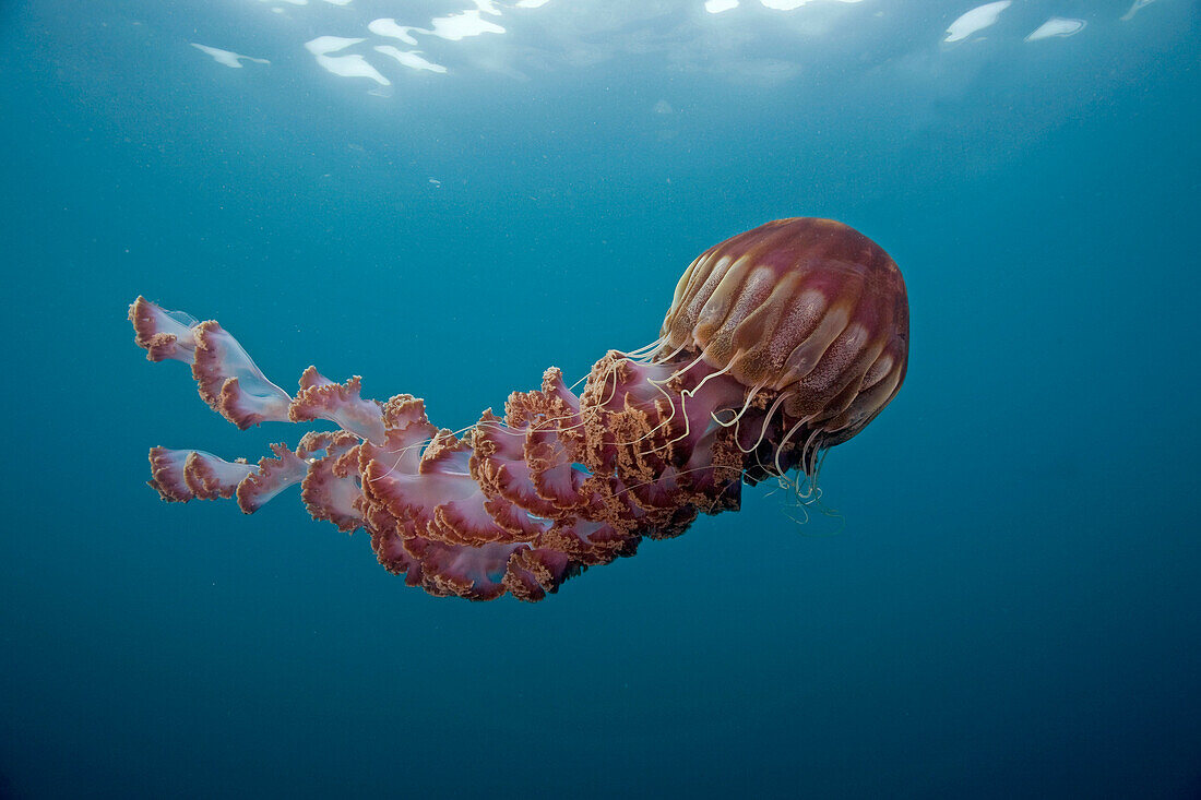 Black Sea Nettle (Chrysaora achlyos), Coronado Islands, Baja California, Mexico