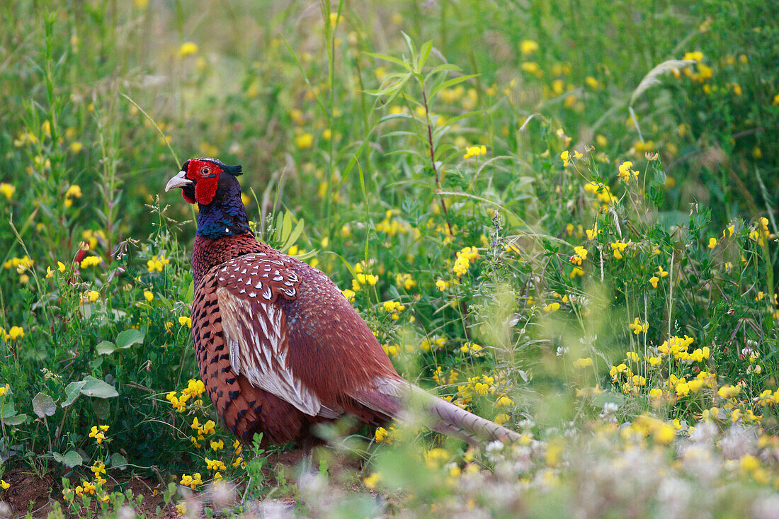 Ring-necked Pheasant (Phasianus colchicus) male, Alsace, France