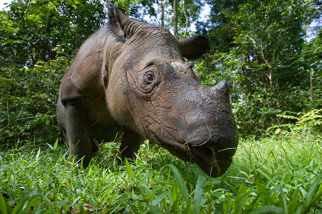 Sumatran Rhinoceros (Dicerorhinus sumatrensis), Sumatran Rhino Sanctuary, Way Kambas National Park, Indonesia