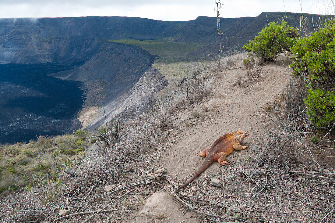 Galapagos Land Iguana (Conolophus subcristatus) on caldera rim, Galapagos Islands, Ecuador