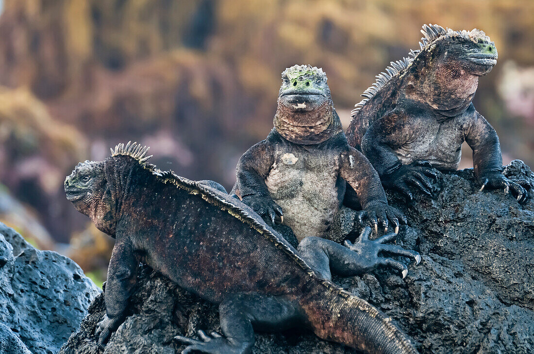 Marine Iguana (Amblyrhynchus cristatus) trio on rocks, Galapagos Islands, Ecuador