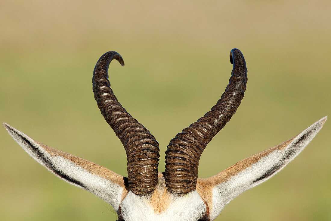 Springbok (Antidorcas marsupialis) male horns, Kalahari, South Africa