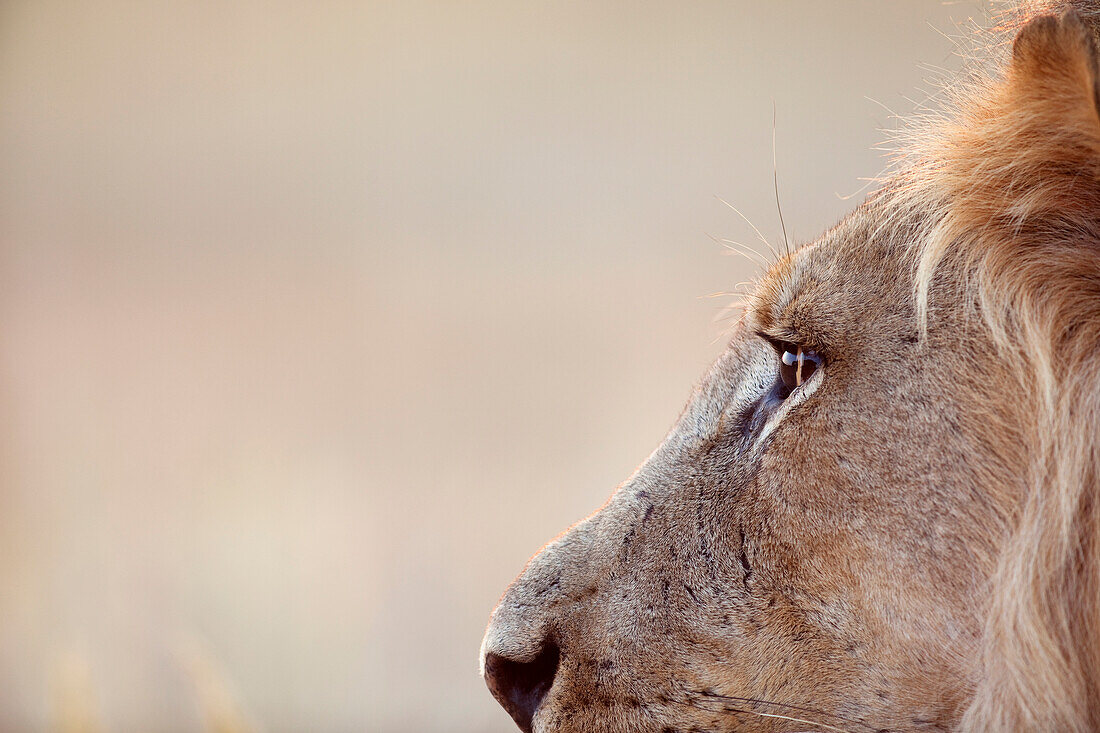 African Lion (Panthera leo) male, Kalahari, South Africa