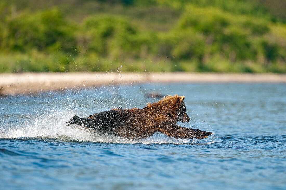 Brown Bear (Ursus arctos) foraging for salmon, Kamchatka, Russia