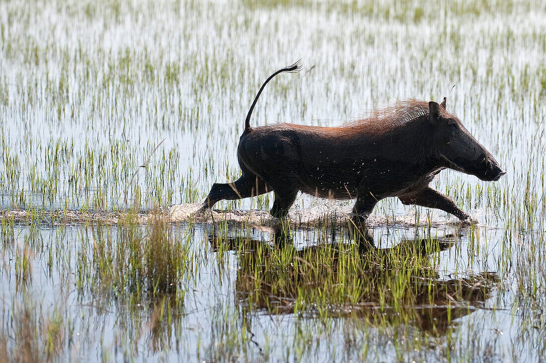 Warthog (Phacochoerus africanus) walking through shallow water, Botswana