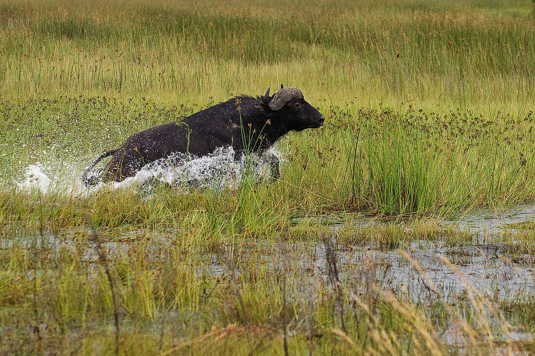 Cape Buffalo (Syncerus caffer) running through shallow water, Botswana