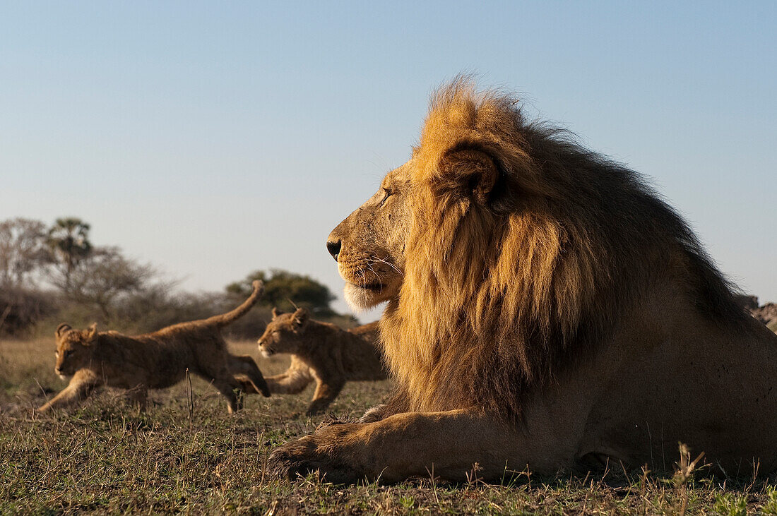 African Lion (Panthera leo) cubs playing around male, Botswana