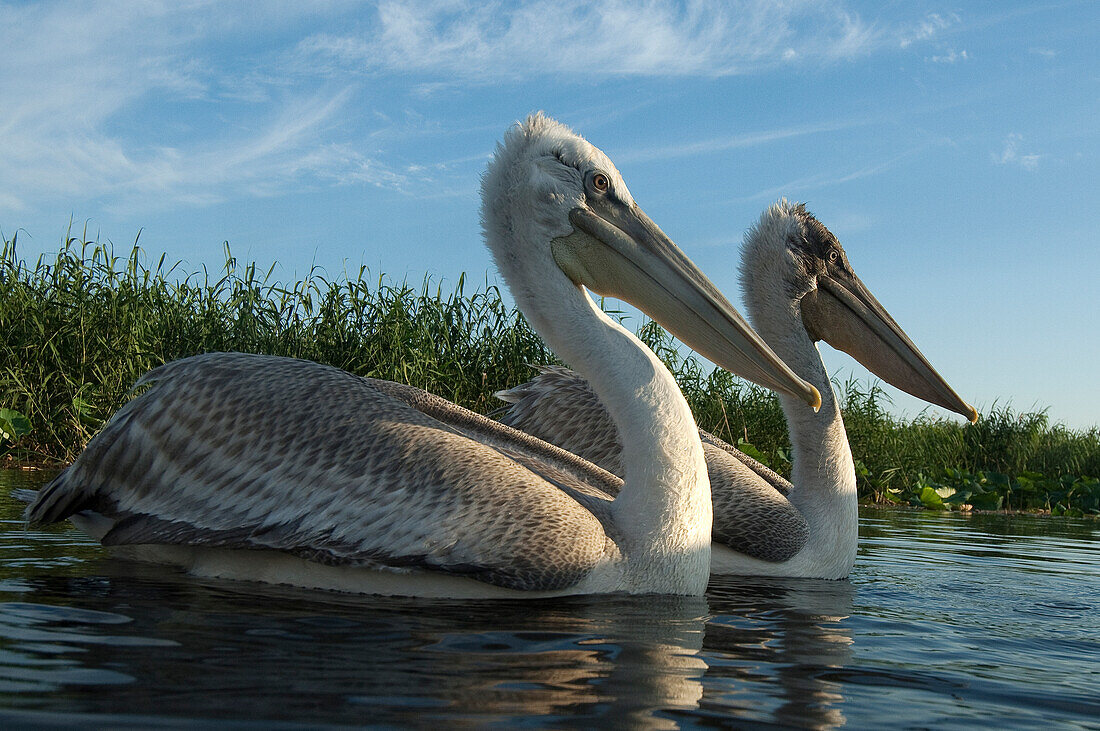 Dalmatian Pelican (Pelecanus crispus) pair, Volga Delta, Russia