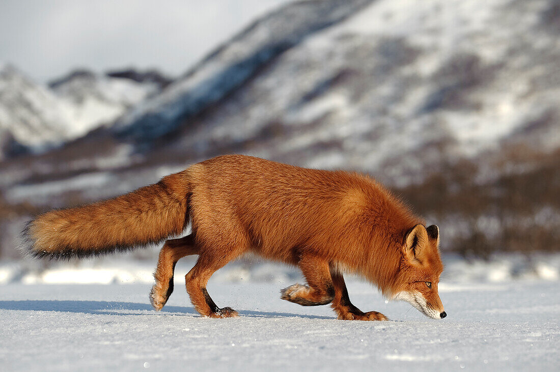 Red Fox (Vulpes vulpes) foraging in snow, Kamchatka, Russia