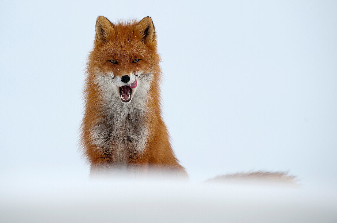 Red Fox (Vulpes vulpes) licking its chops, Kamchatka, Russia