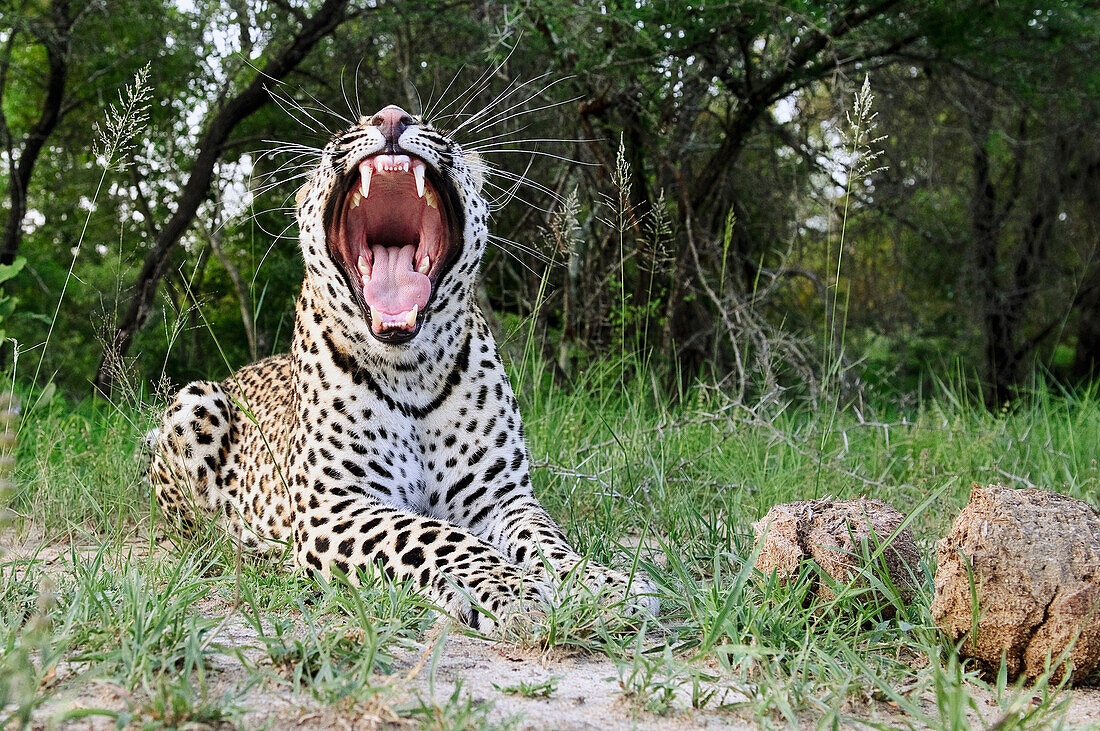 Leopard (Panthera pardus) yawning, Botswana