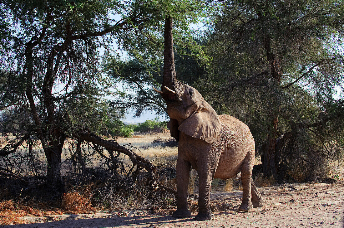 African Elephant (Loxodonta africana) browsing, Botswana