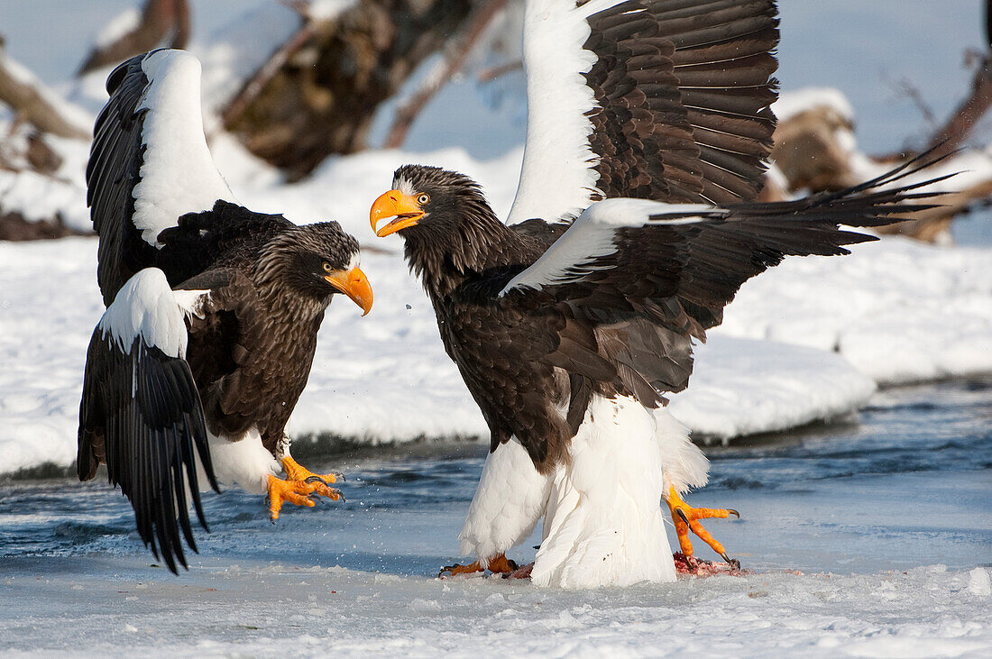 Steller's Sea Eagle (Haliaeetus pelagicus) pair fighting, Kamchatka, Russia