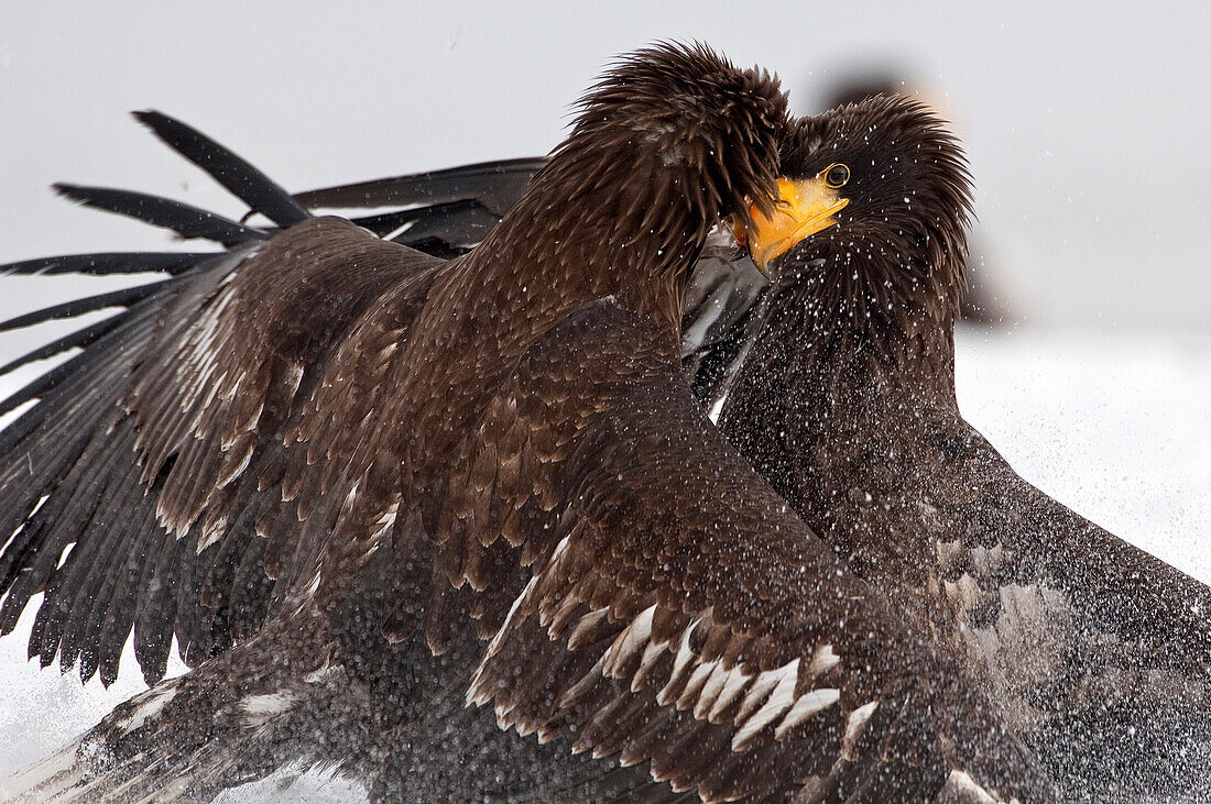 Steller's Sea Eagle (Haliaeetus pelagicus) juveniles fighting, Kamchatka, Russia