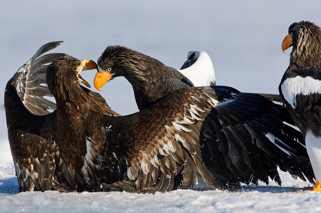 Steller's Sea Eagle (Haliaeetus pelagicus) and juvenile fighting, Kamchatka, Russia