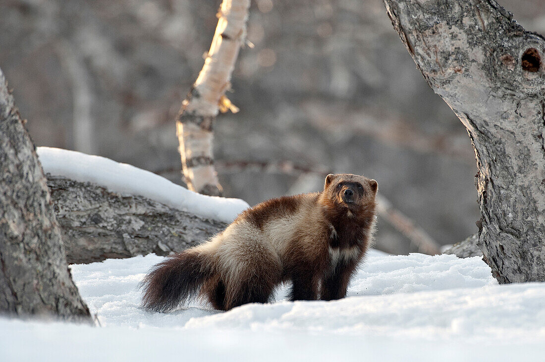 Wolverine (Gulo gulo), Kamchatka, Russia