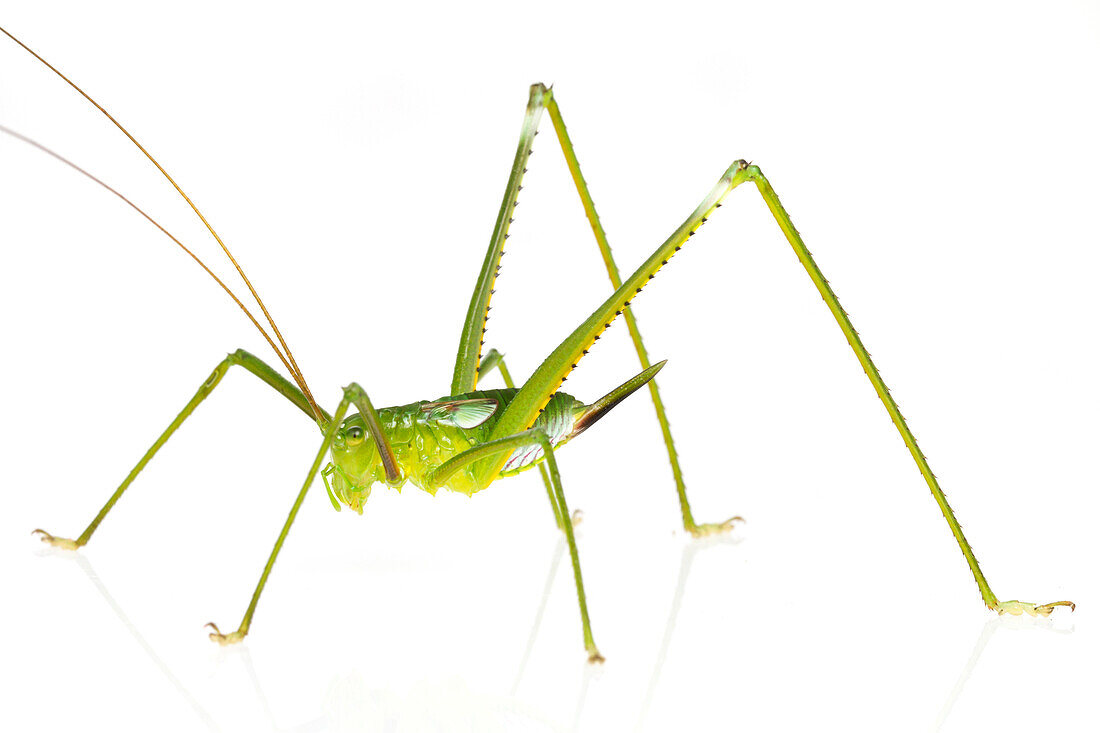 Katydid (Tettigoniidae), newly discovered species, Suriname