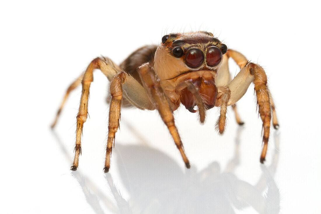 Jumping Spider (Salticidae), Suriname