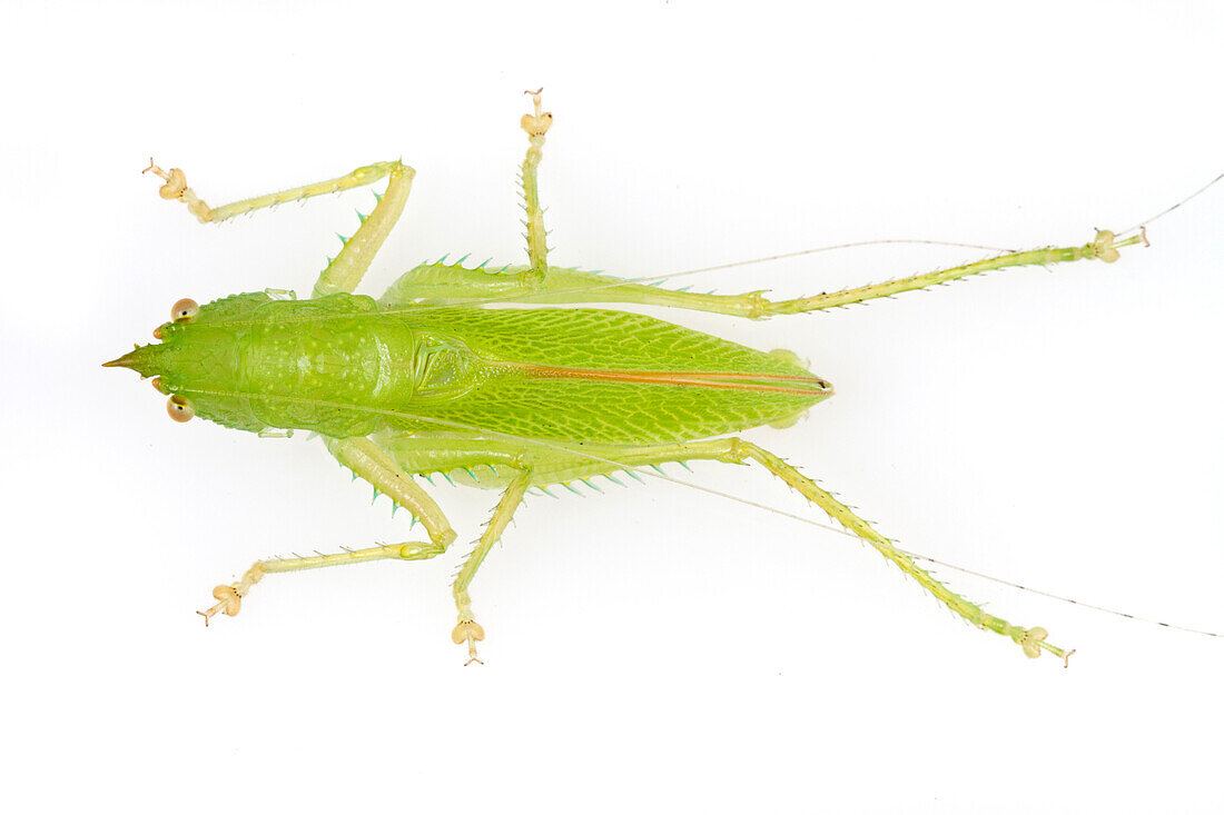 Katydid (Copiphora sp), newly discovered species, Suriname
