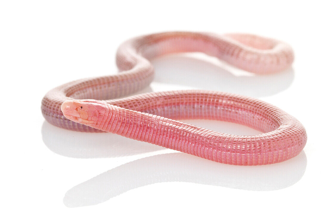 Slevin's Worm Lizard (Amphisbaena slevini), Suriname