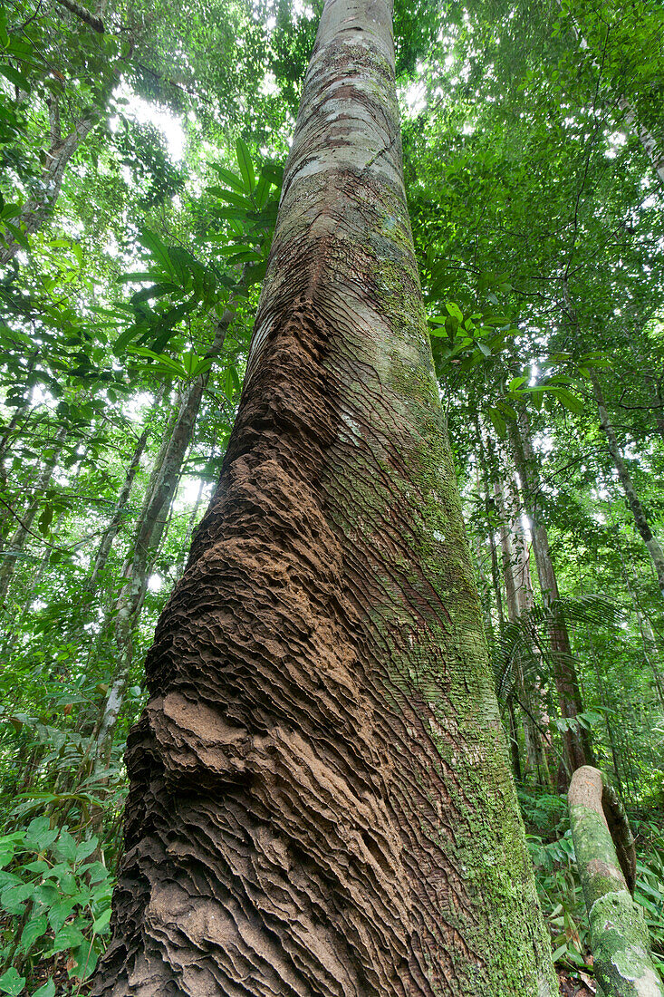 Arboreal termite mound, Suriname