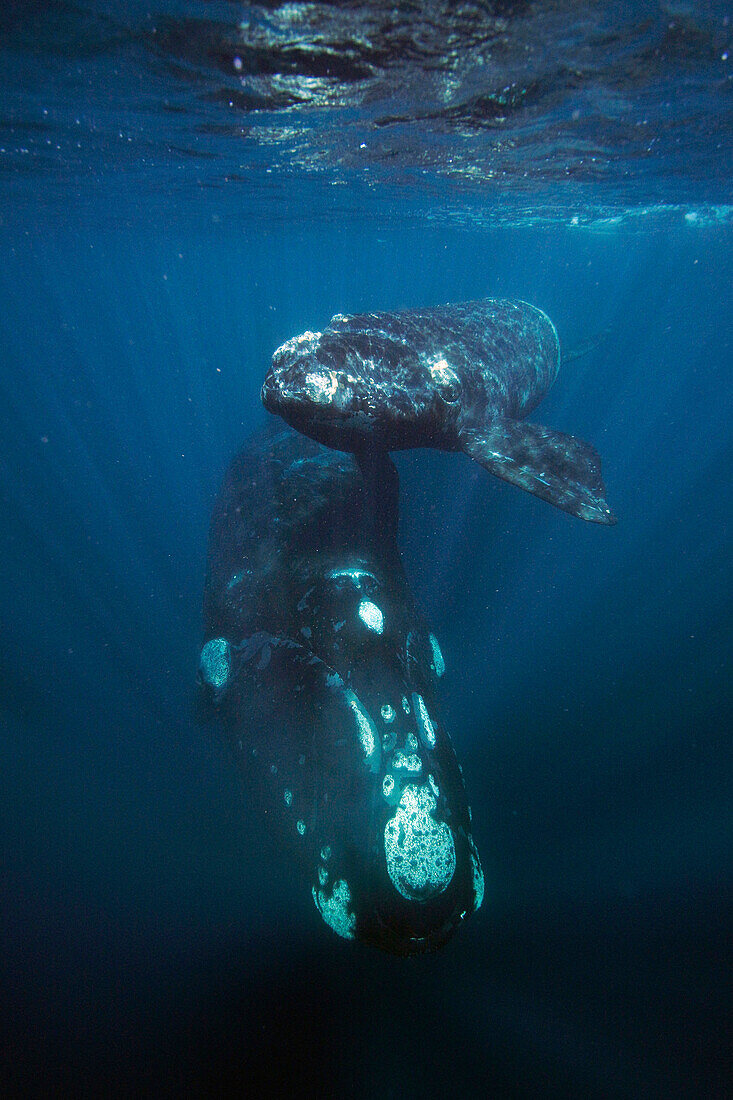 Southern Right Whale (Eubalaena australis) mother and calf, Valdes Peninsula, Argentina