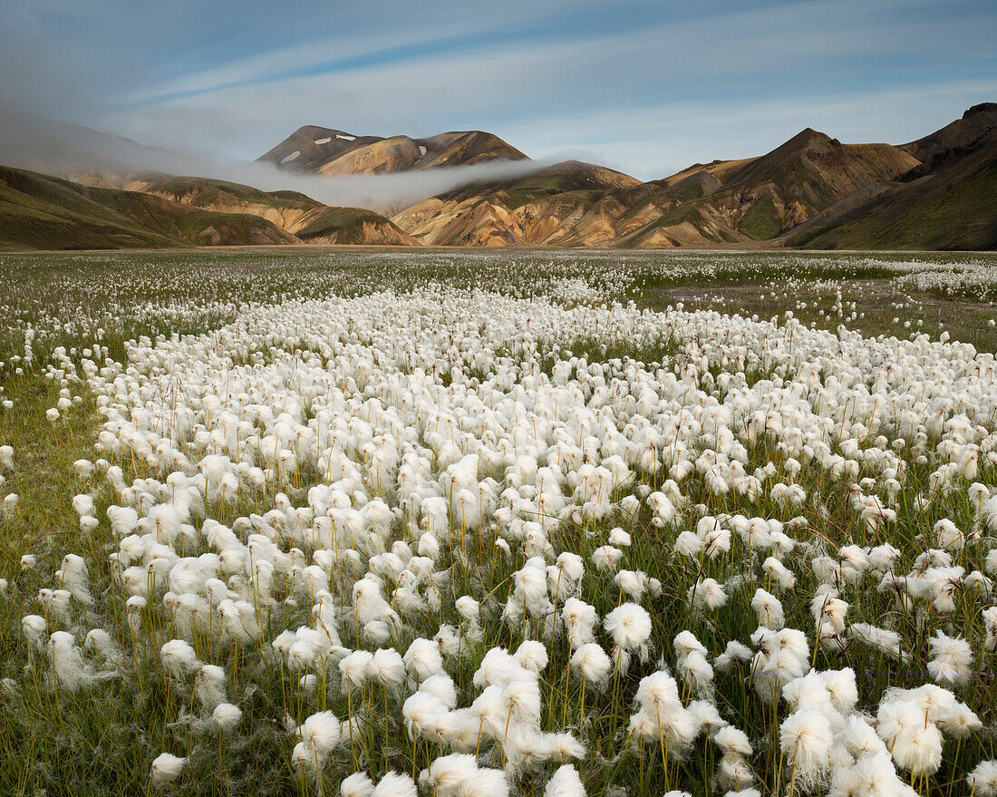 White Cottongrass (Eriophorum scheuchzeri) field in valley, Landmannalaugar, Fjallabak Nature Reserve, South Iceland, Iceland