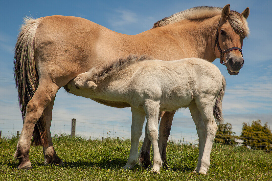 Fjord Horse (Equus caballus) mare nursing foal, Timaru, New Zealand