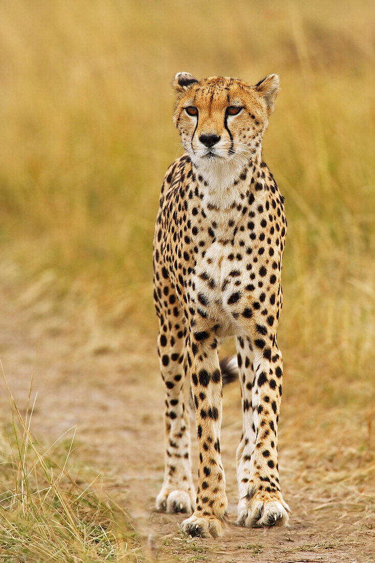 Cheetah (Acinonyx jubatus) male, Masai Mara, Kenya