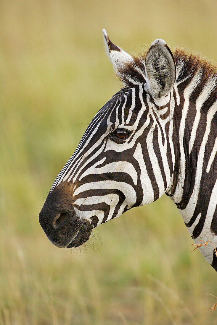 Burchell's Zebra (Equus burchellii), Masai Mara, Kenya