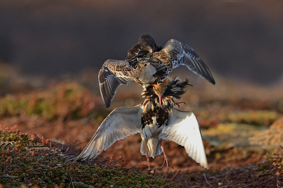 Ruff (Philomachus pugnax) males fighting at lek, Varanger Peninsula, Norway