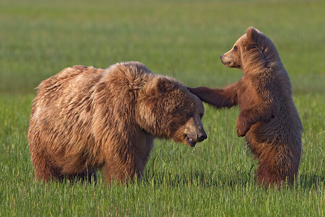 Grizzly Bear (Ursus arctos horribilis) mother playing with cub, Lake Clark National Park, Alaska