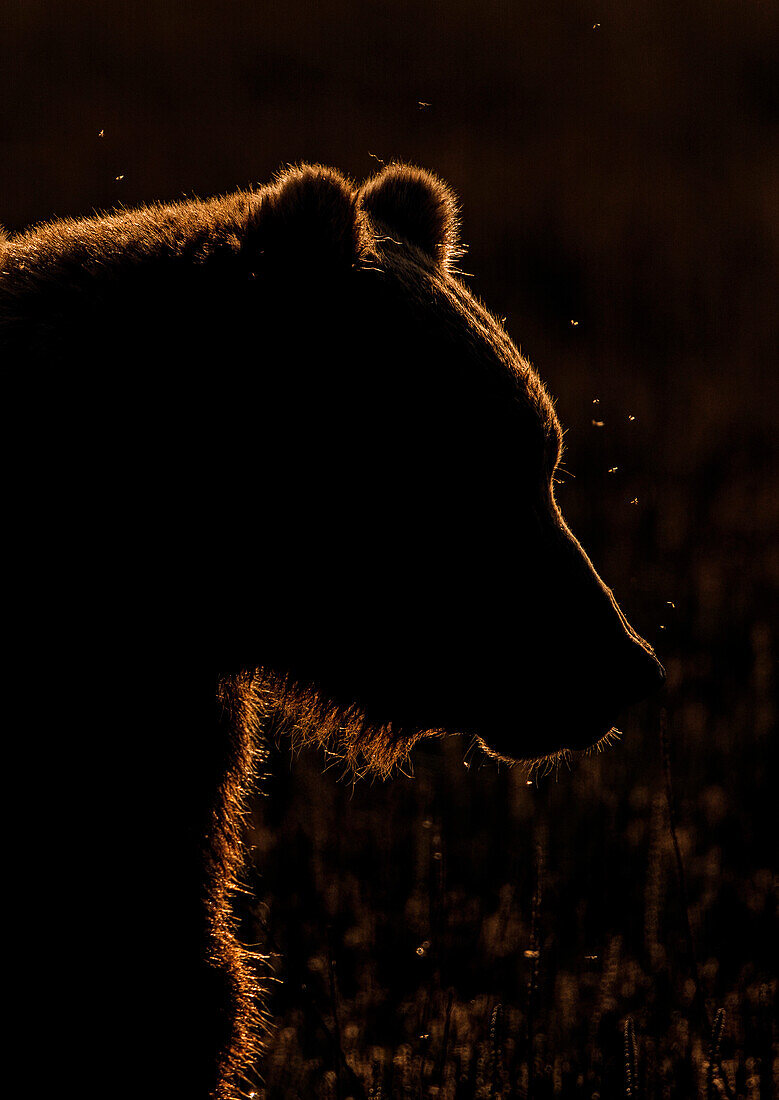 Grizzly Bear (Ursus arctos horribilis) male at sunrise, Lake Clark National Park, Alaska