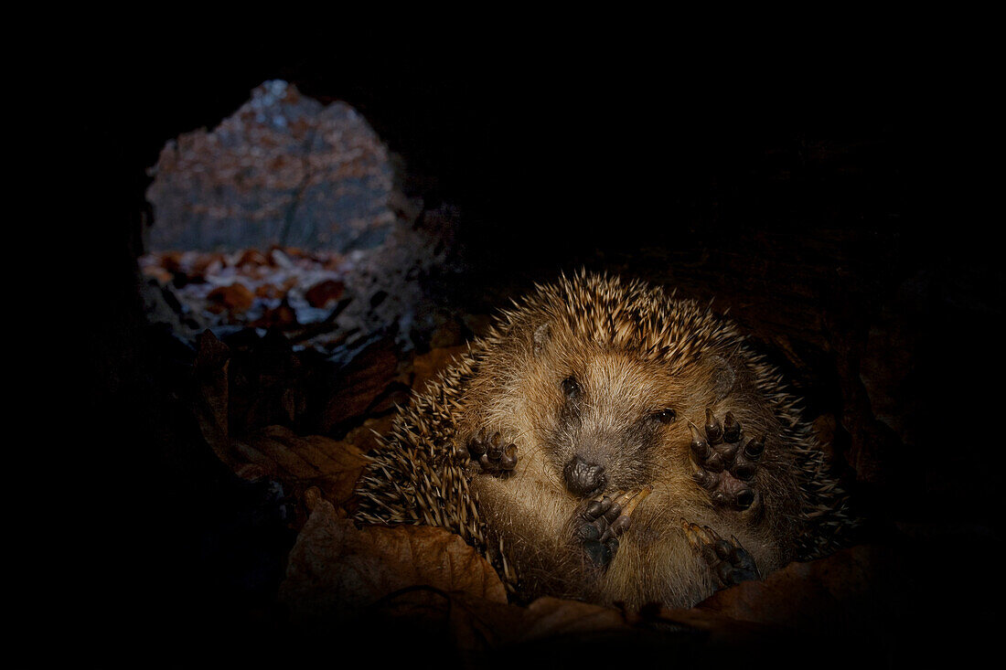 Brown-breasted Hedgehog (Erinaceus europaeus) hibernating inside hollow fallen tree, Germany