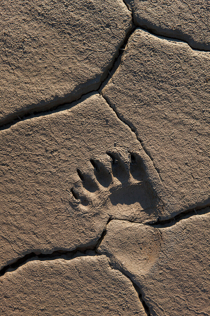 Grizzly Bear (Ursus arctos horribilis) track in mud, Lake Clark National Park, Alaska