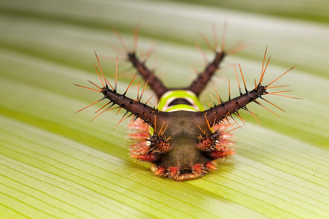 Saddleback Moth (Sibine horrida) caterpillar with poisonous spines, Costa Rica