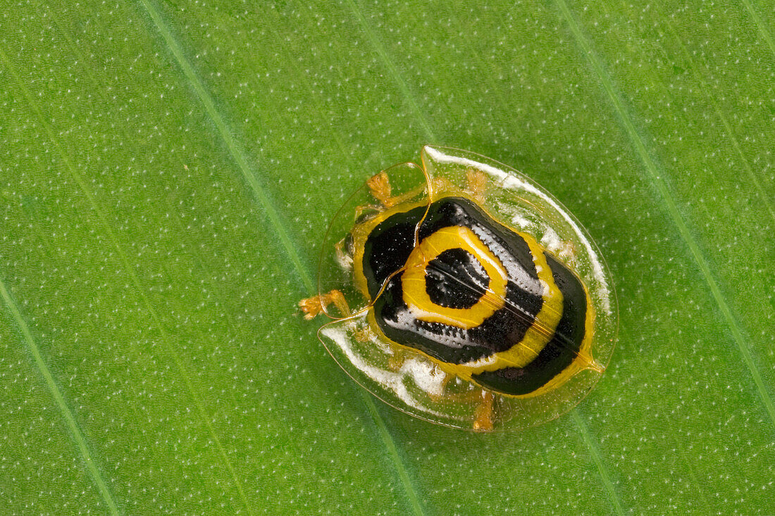 Leaf Beetle (Ischnocodia annulus) with aposematic coloration, Costa Rica