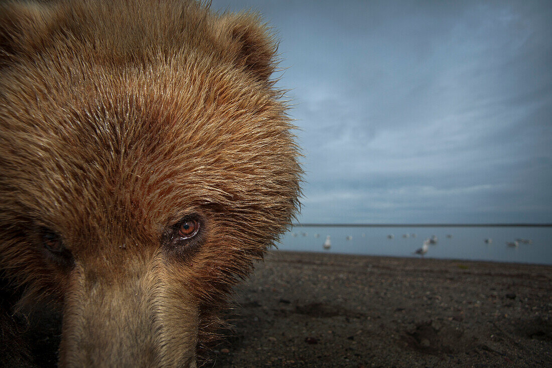 Grizzly Bear (Ursus arctos horribilis) in tidal flats, taken with a remote camera car, Alaska