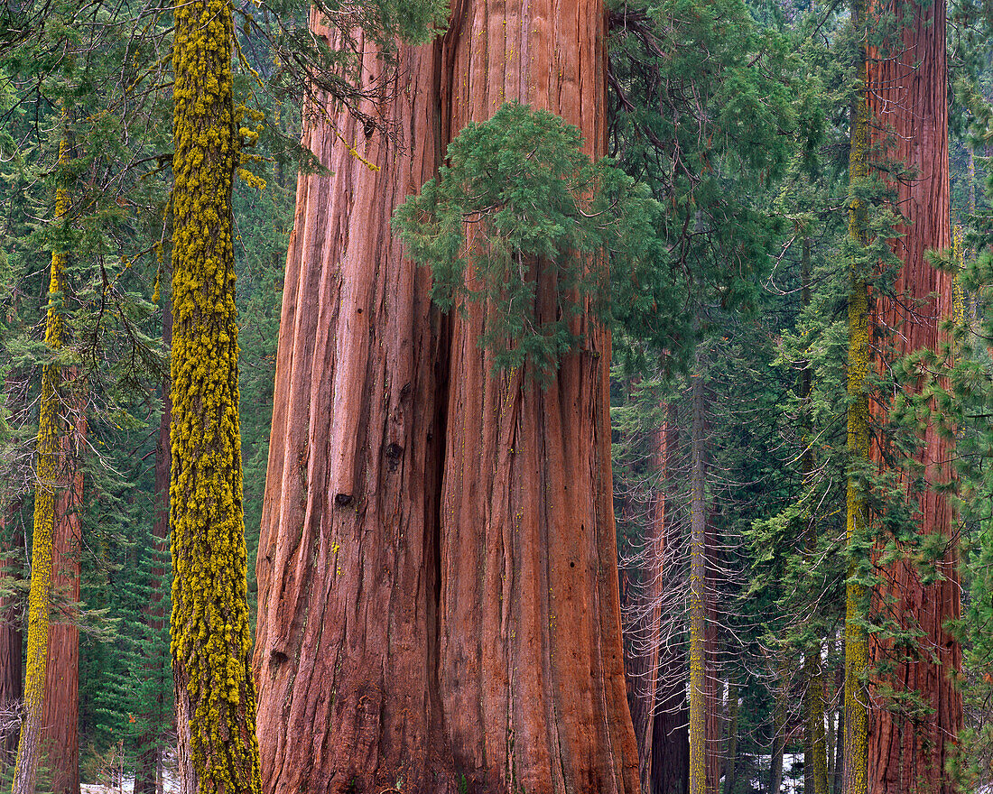 Giant Sequoia (Sequoiadendron giganteum) trees, California