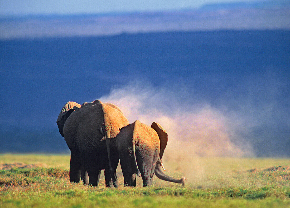 African Elephant (Loxodonta africana) with sub-adult dust bathing, Kenya