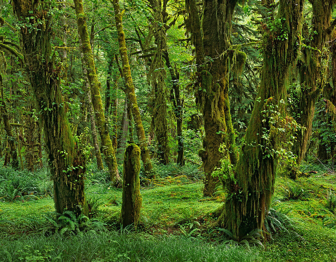 Hoh Rainforest, Olympic National Park, Washington