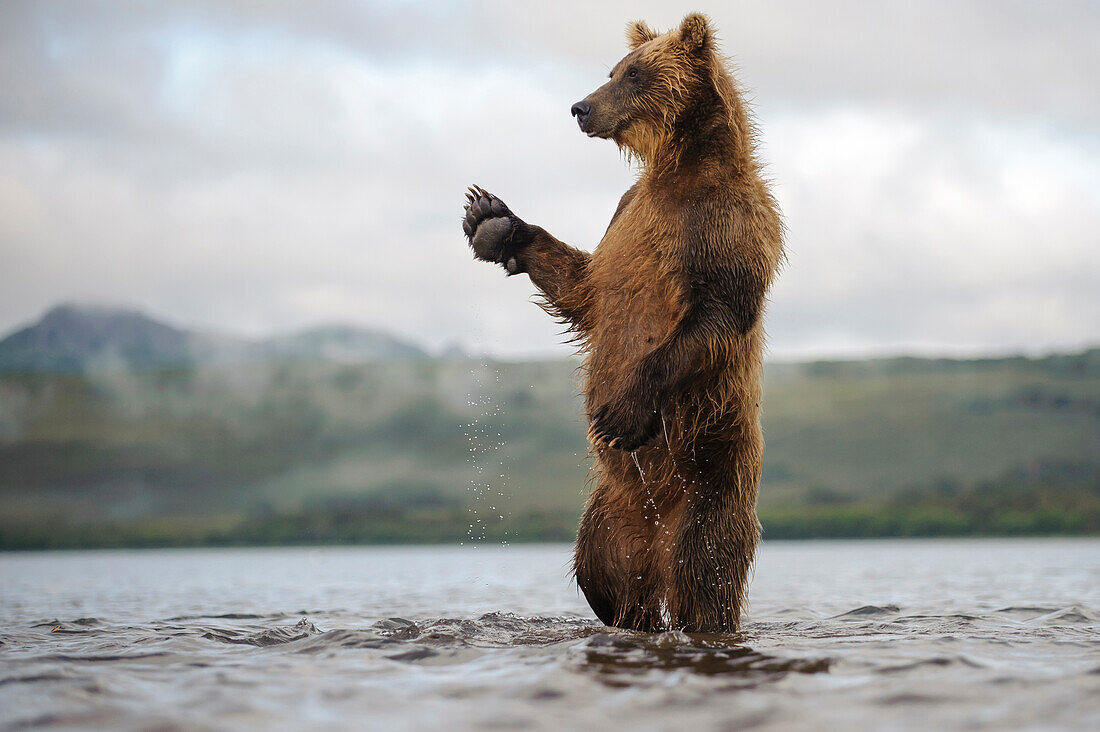 Brown Bear (Ursus arctos) standing in river, Kamchatka, Russia