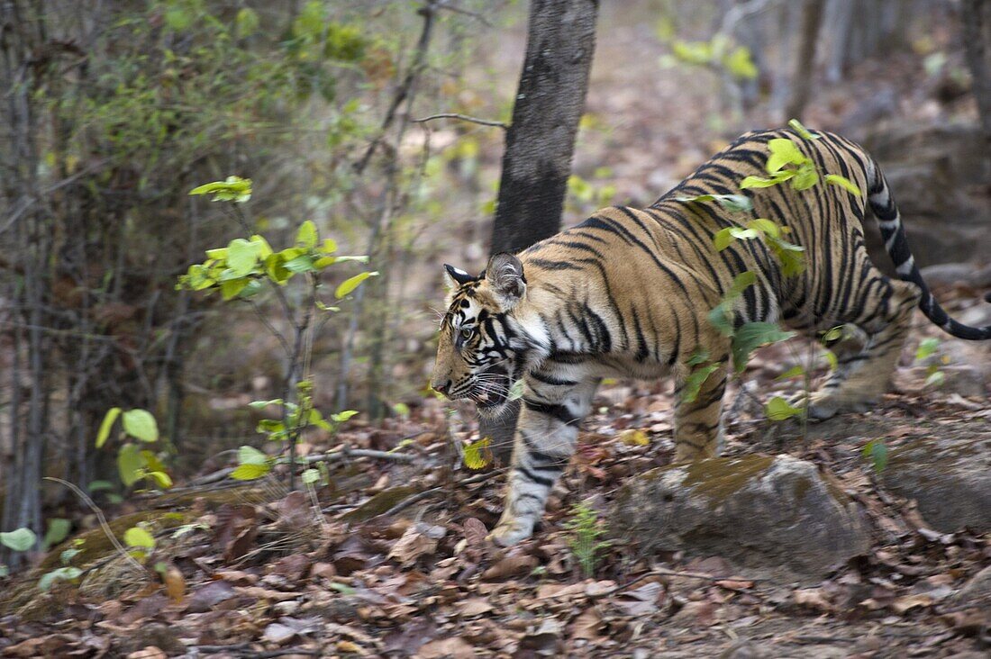 Bengal Tiger (Panthera tigris tigris) eighteen month old cub in forest, Bandhavgarh National Park, India