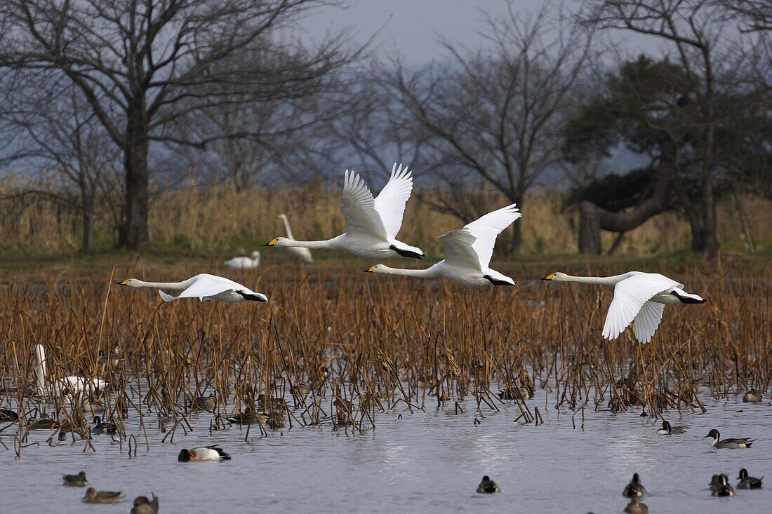 Whooper Swan (Cygnus cygnus) group flying over Northern Pintail (Anas acuta) flock, Lake Hyo, Japan