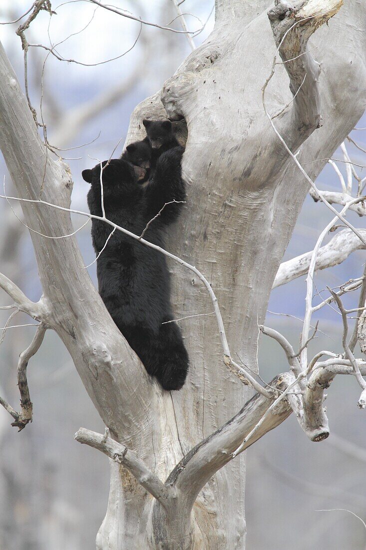 Black Bear (Ursus americanus) female in tree at den with cubs, Glacier National Park, Montana