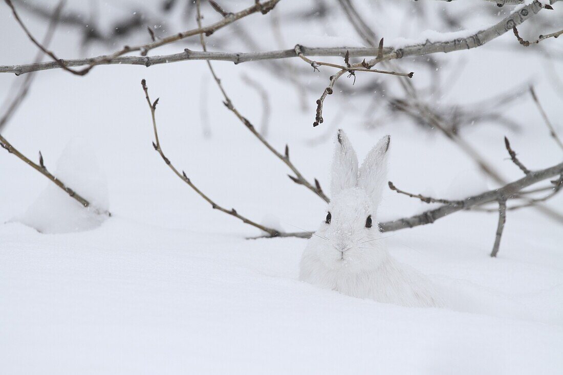 Snowshoe Hare (Lepus americanus) camouflaged in snow, Glacier National Park, Montana