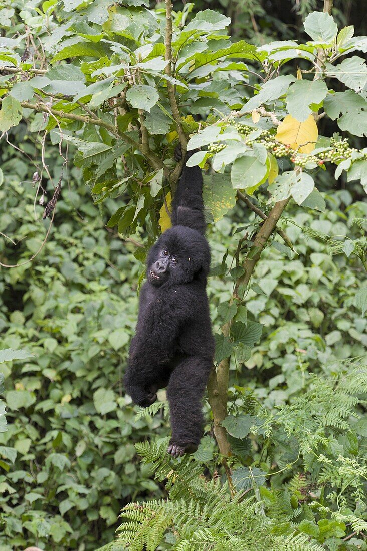Mountain Gorilla (Gorilla gorilla beringei) juvenile playfully hanging from tree, Parc National des Volcans, Rwanda