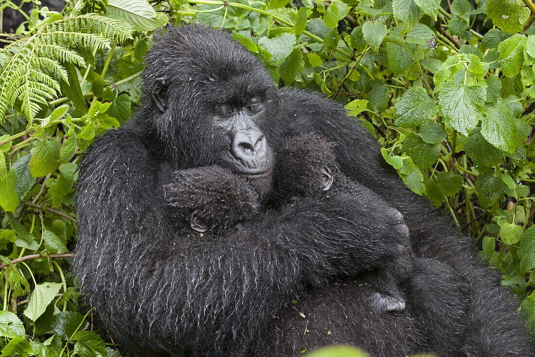 Mountain Gorilla (Gorilla gorilla beringei)resting mother holding five month old twin babies, Parc National des Volcans, Rwanda