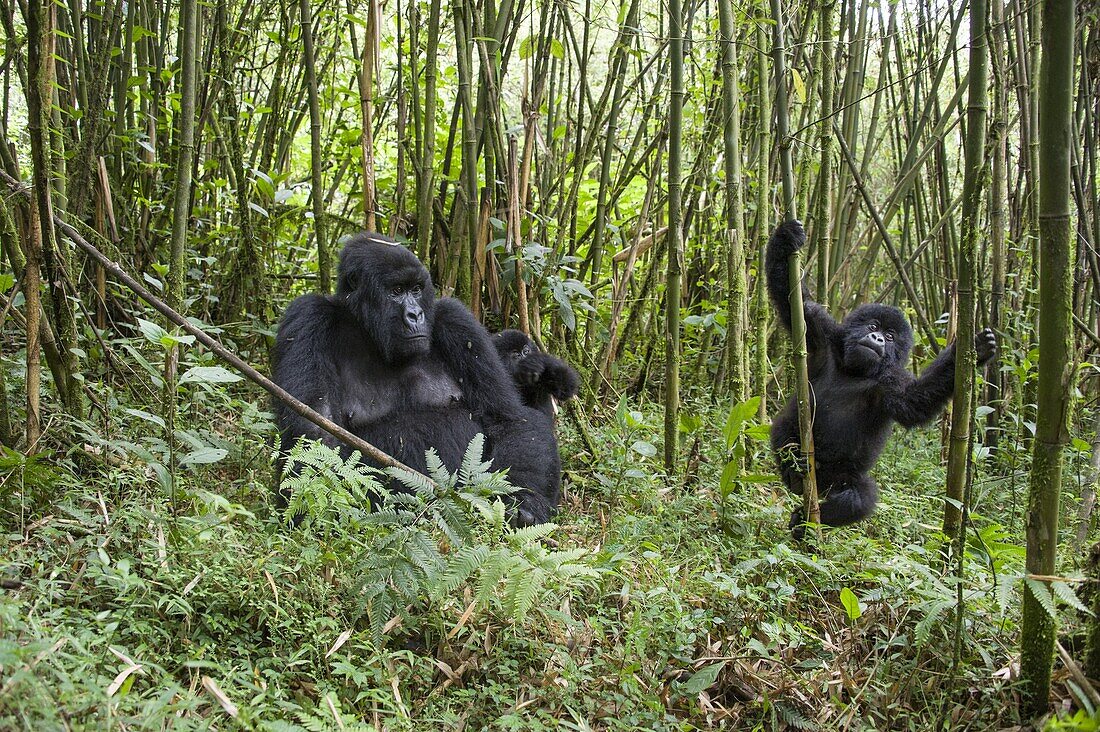 Mountain Gorilla (Gorilla gorilla beringei) mother with one and a half year old twin babies in bamboo forest, Parc National des Volcans, Rwanda