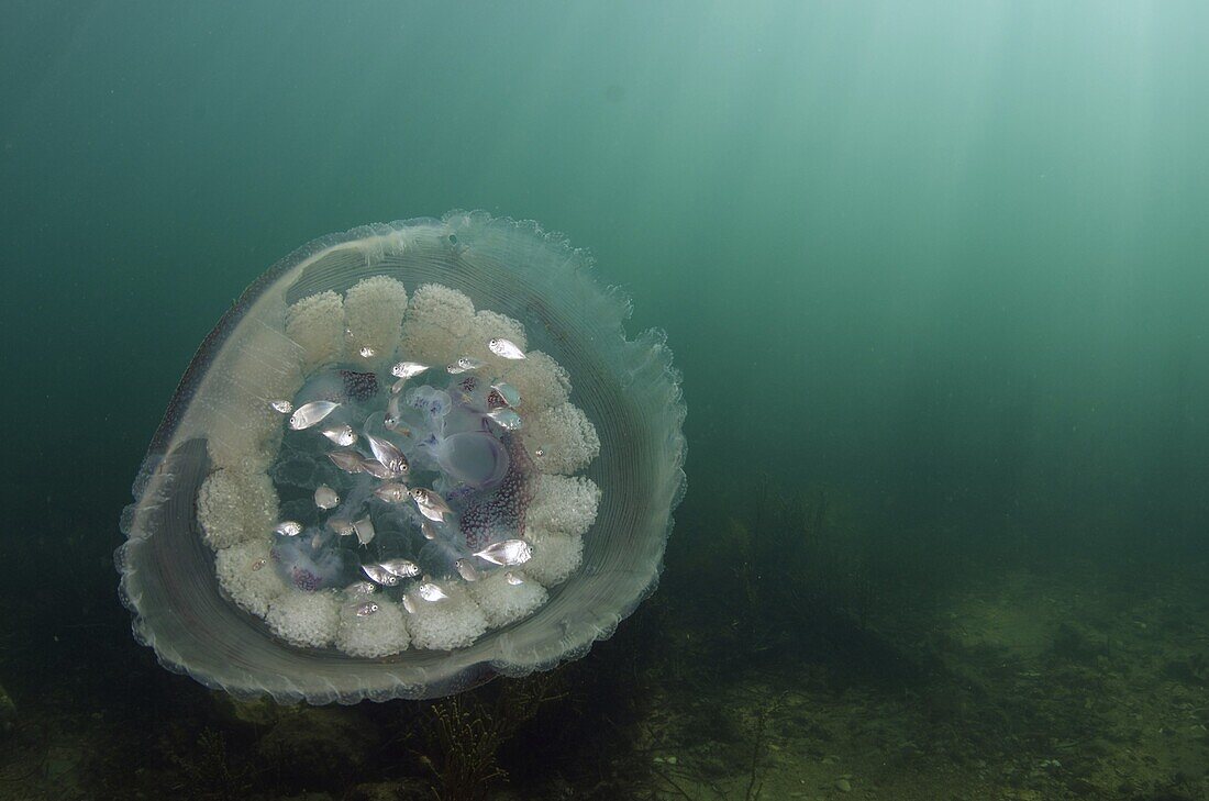 Jack (Pseudocaranx sp) juveniles find shelter within stinging tentacles of jellyfish, South Australia, Australia